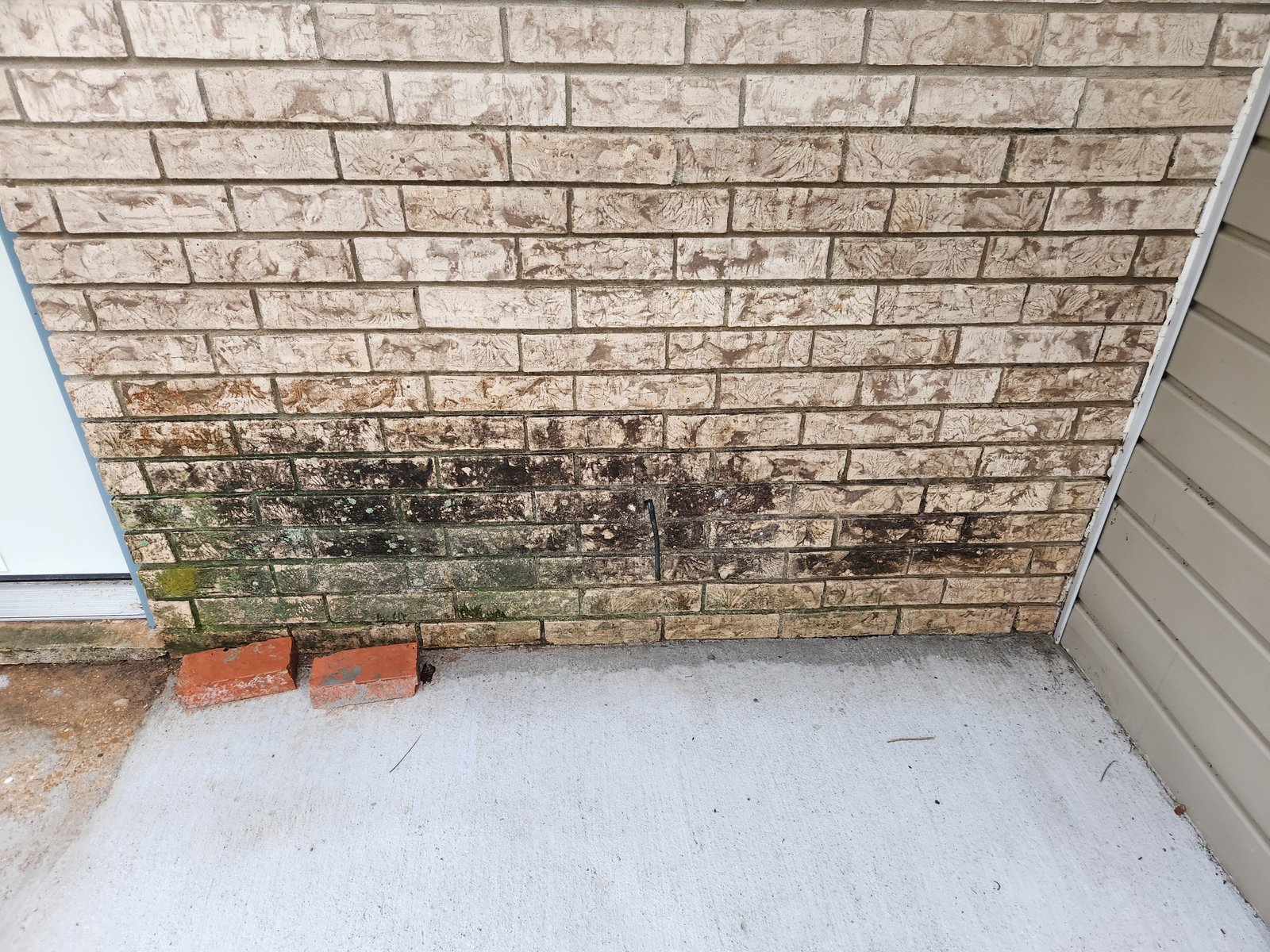 Close-up of mold and algae on brick wall before soft washing